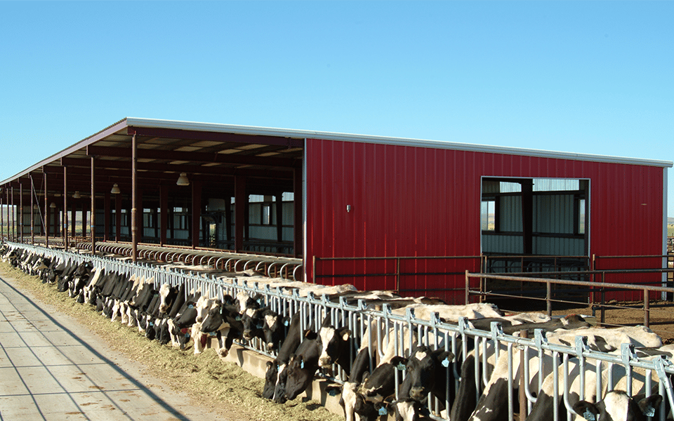 Barn Breeding Building Cattle House Construction Design Prefab Steel Structure Dairy Cow Farming Shed Farm Metal Low Cost Modern