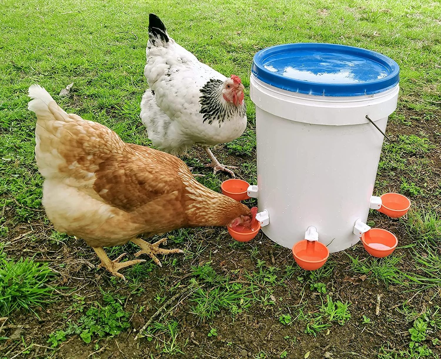 Automatic Poultry Birds Chicken Nipple Drinking Water Cup Pigeon Quail Chick Drinker Bowl feeders and drinkers bowl cup