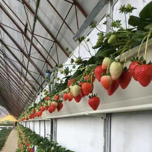 Dutch barrel Strawberry soilless cultivation growing plastic tray gutter