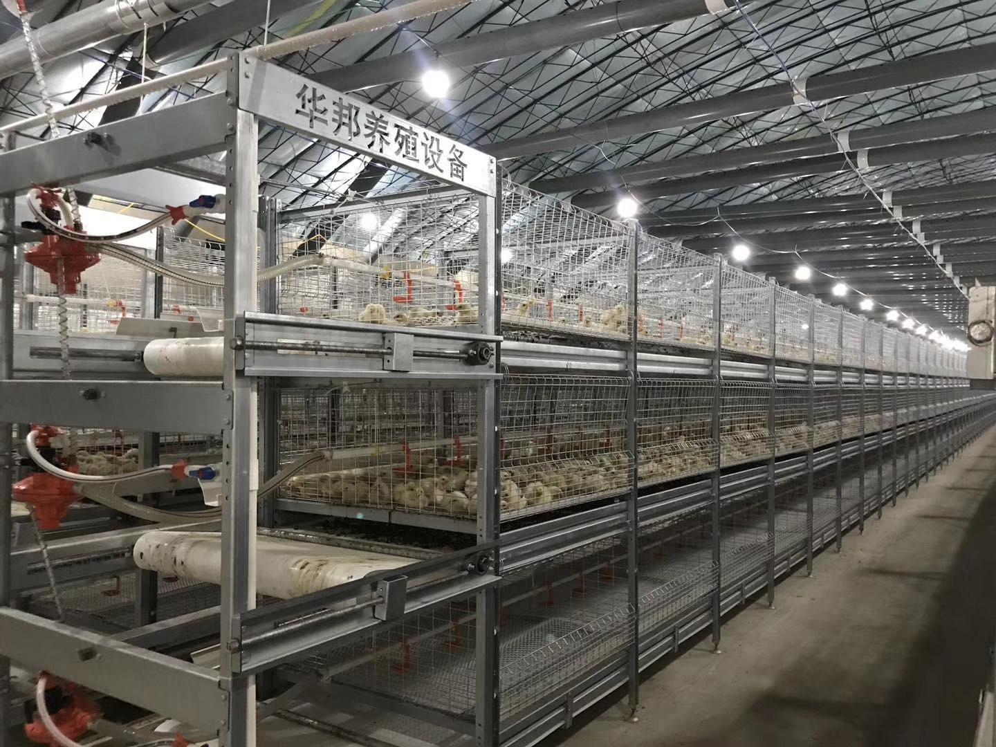 Automatic Chicken layer Cages  Broiler Chicken Feed system h type broiler cage