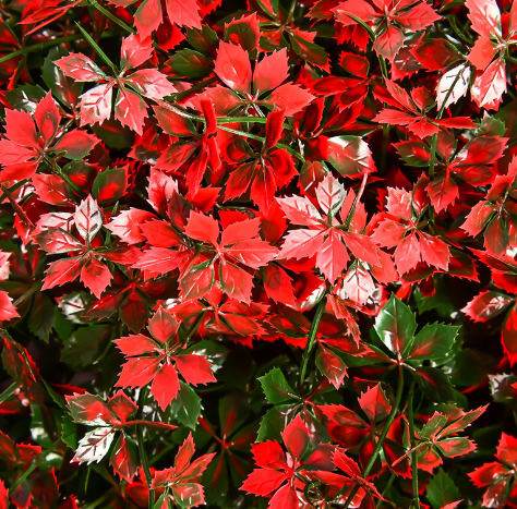 50*50 Artificial plant wall decoration red maple leaf grass  door head indoor plastic artificial grass outdoor