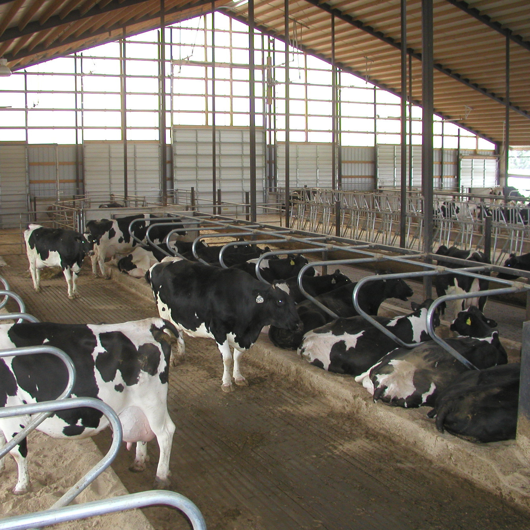 Light Steel Structure Cow Farm Building Prefabricated Cow shed For Sale