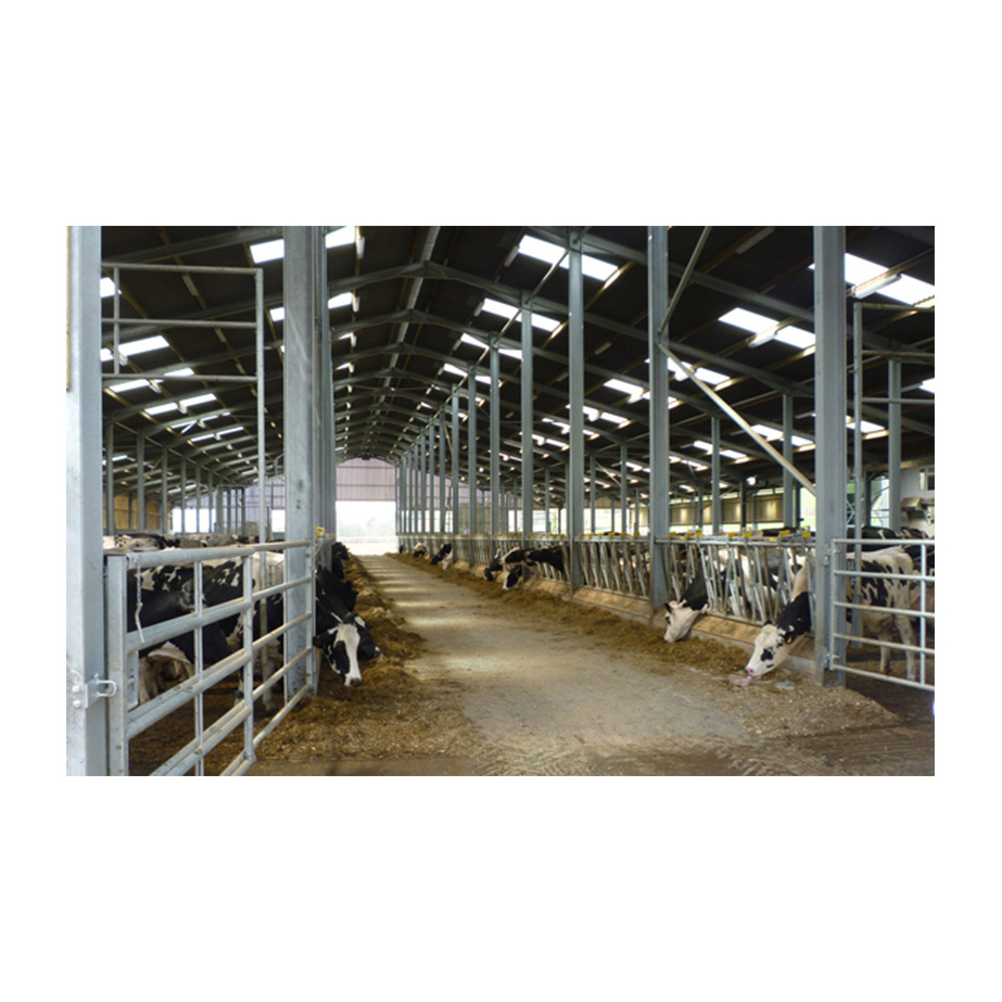 Prefabricated steel structure cow cattle farm steel frame low cost cattle shed for sale