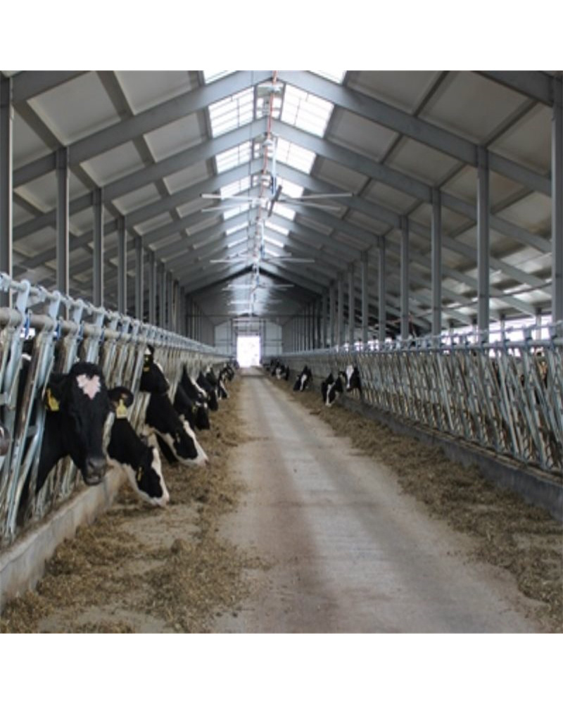 modern cow shed structures livestock shed and dairy cow barn