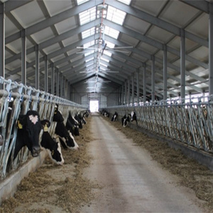 modern cow shed structures livestock shed and dairy cow barn