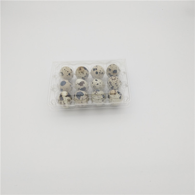 Transparent Plastic Quail Egg Cartons Packaging