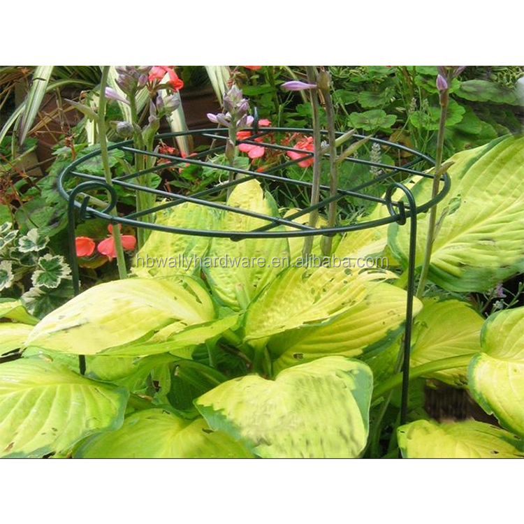 Galvanized Round And Square Plant Support For Tomato