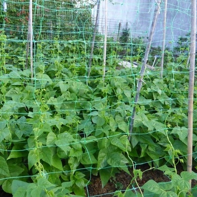 Plastic hdpe trellis netting plant vegetable fruit climbing plant support netting for greenhouse