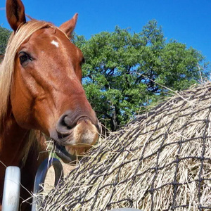 Horse hay bale feeder net slow feeder hay nets for sales