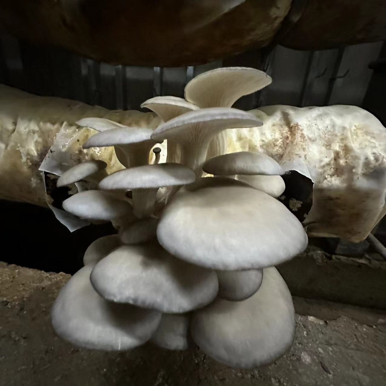 Top Quality And Good Price Dry Oyster Mushroom Delicious Export Dry Oyster Mushroom