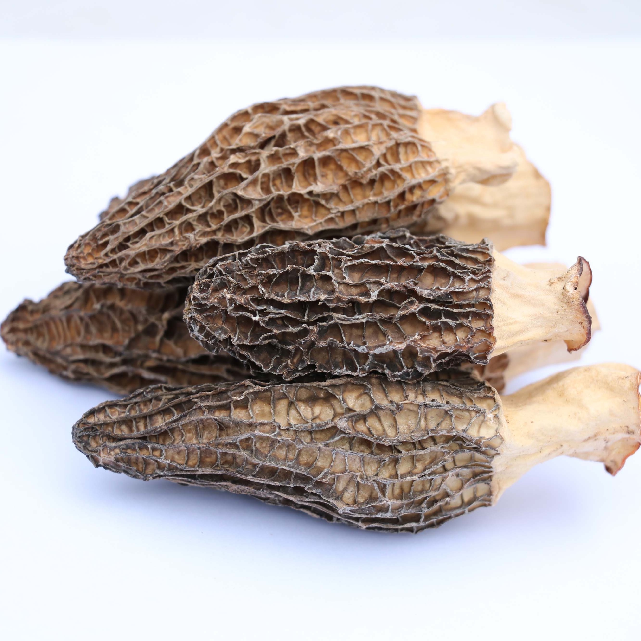 Organic Mushroom Morel Mushroom Rare edible Mushroom