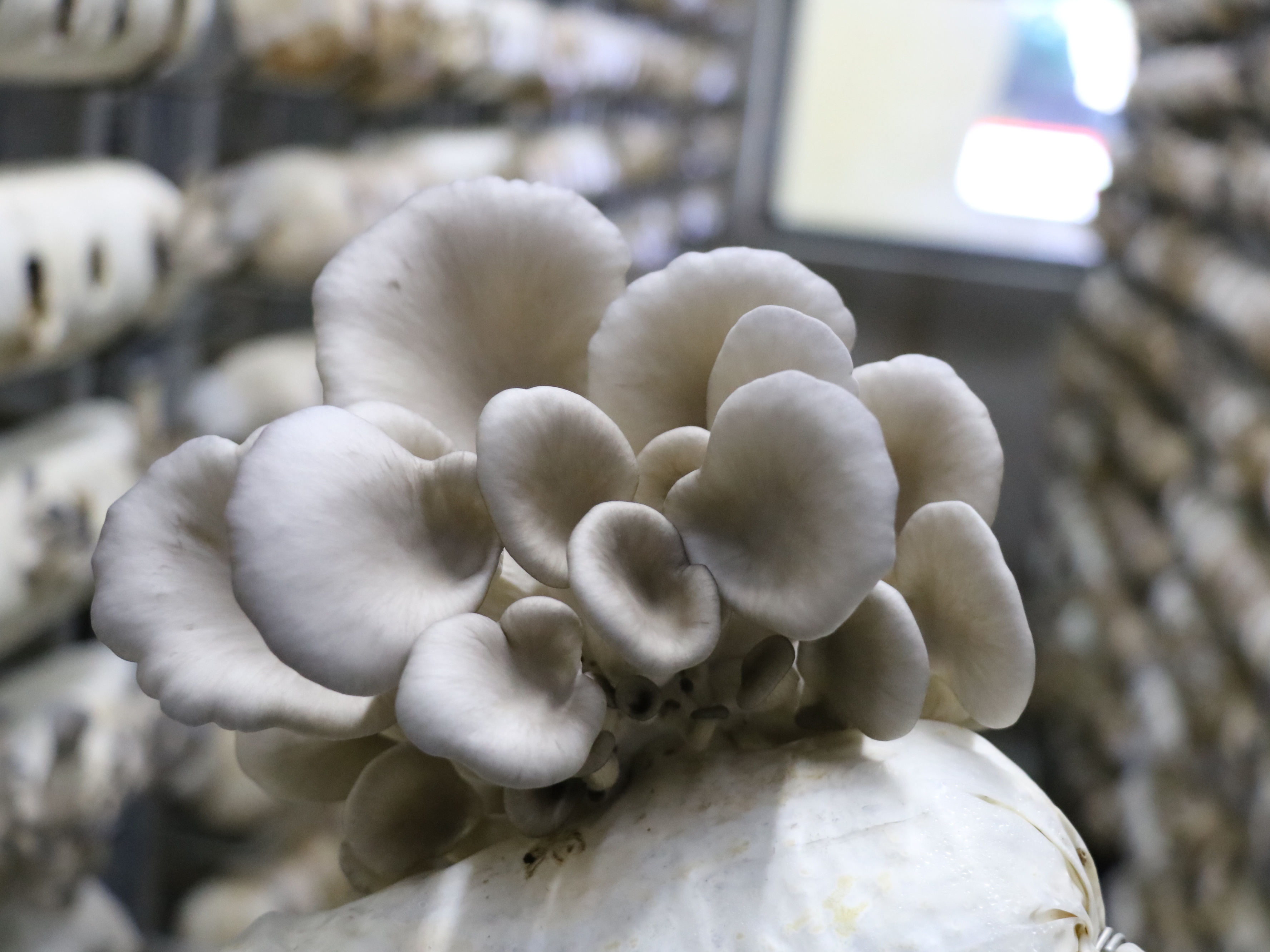 Healthy Dried Abalone Mushroom Popular Export Dry Oyster Mushroom