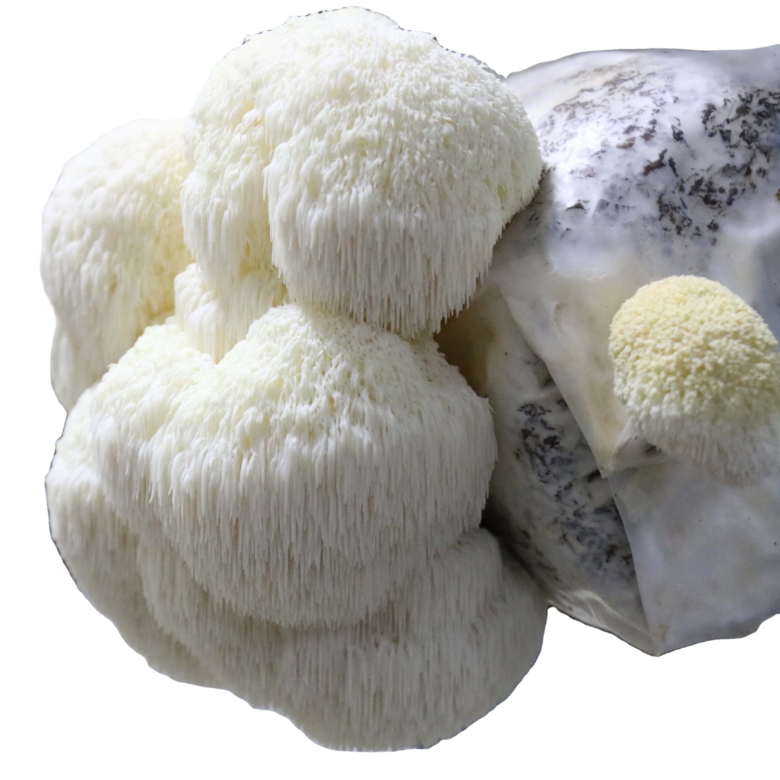 Organic Mushroom High Quality Hericium Erinaceus dried mushroom  rare edible mushroom