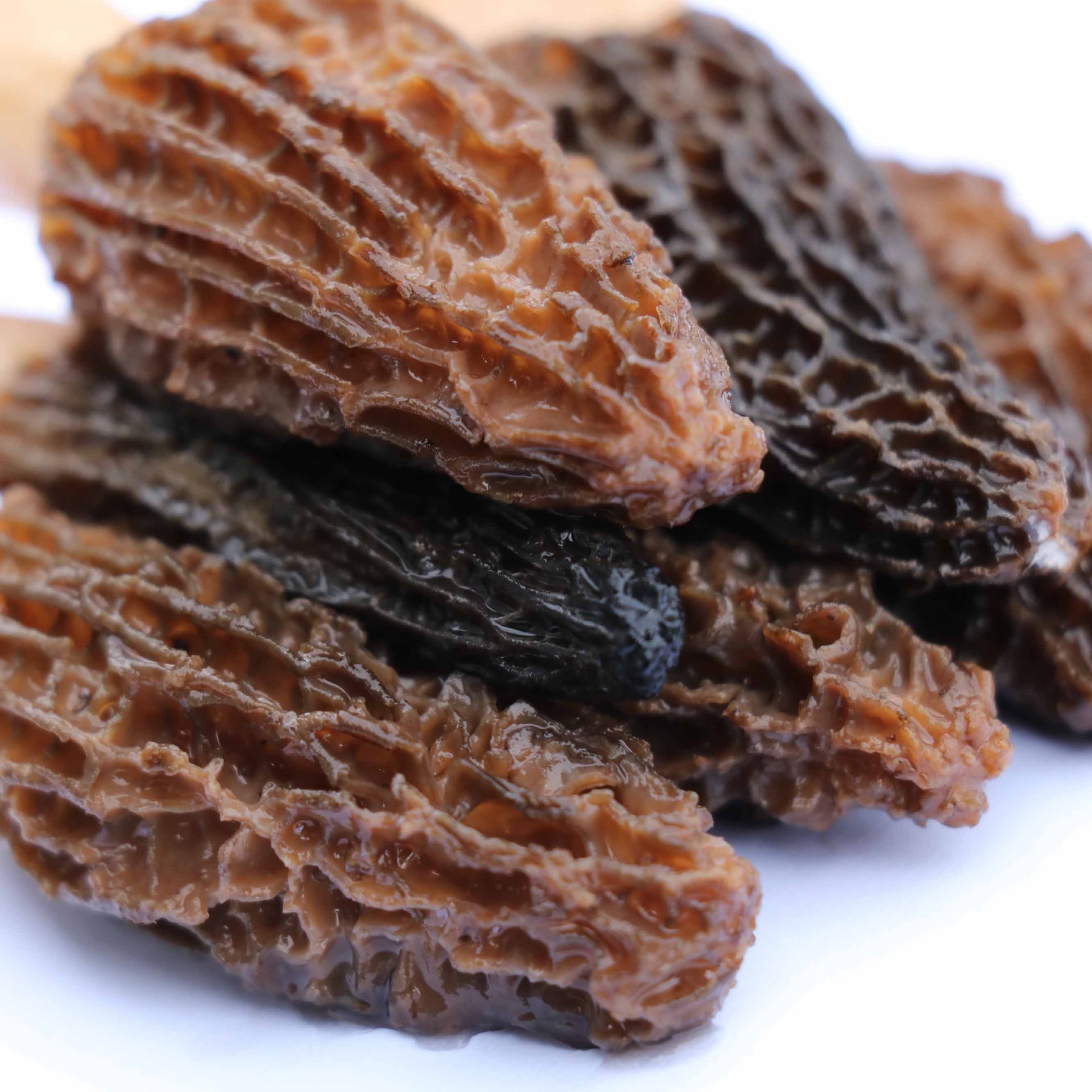 Organic Mushroom Morel Mushroom Rare edible Mushroom