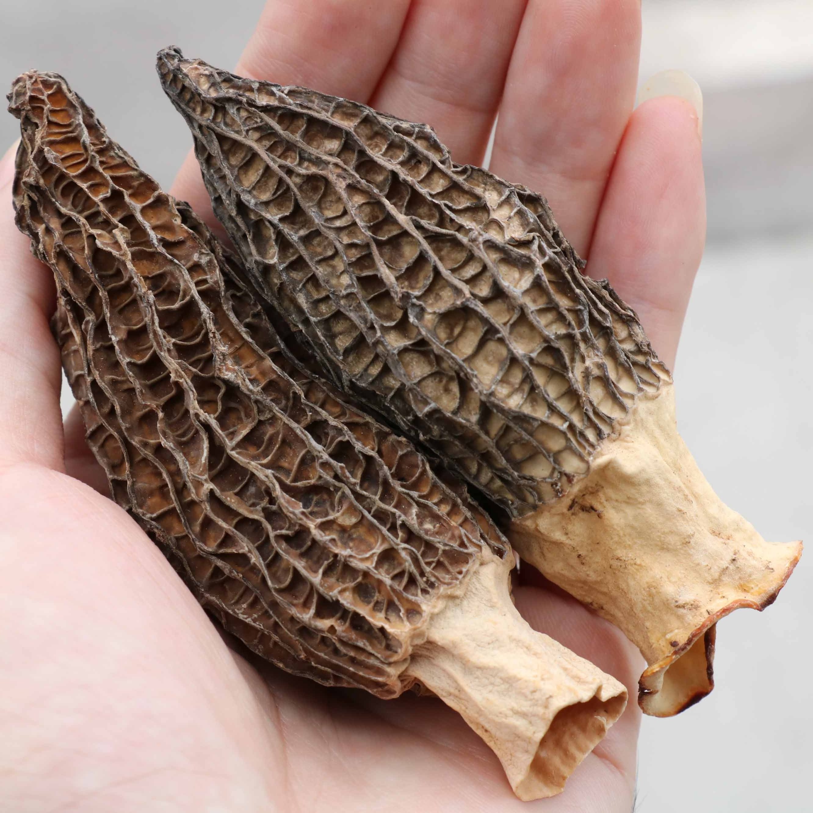 Organic Mushroom Morel Mushroom Rare edible Mushroom