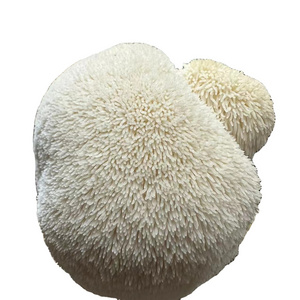 Organic Mushroom High Quality Hericium Erinaceus dried mushroom  rare edible mushroom