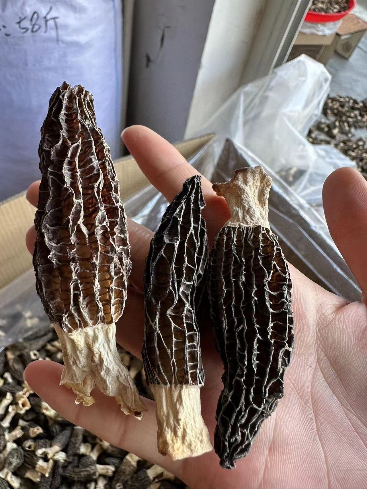 New High Quality Morel Mushrooms Morchella 3.5~6Cm Delicious Morel Mushroom Spores