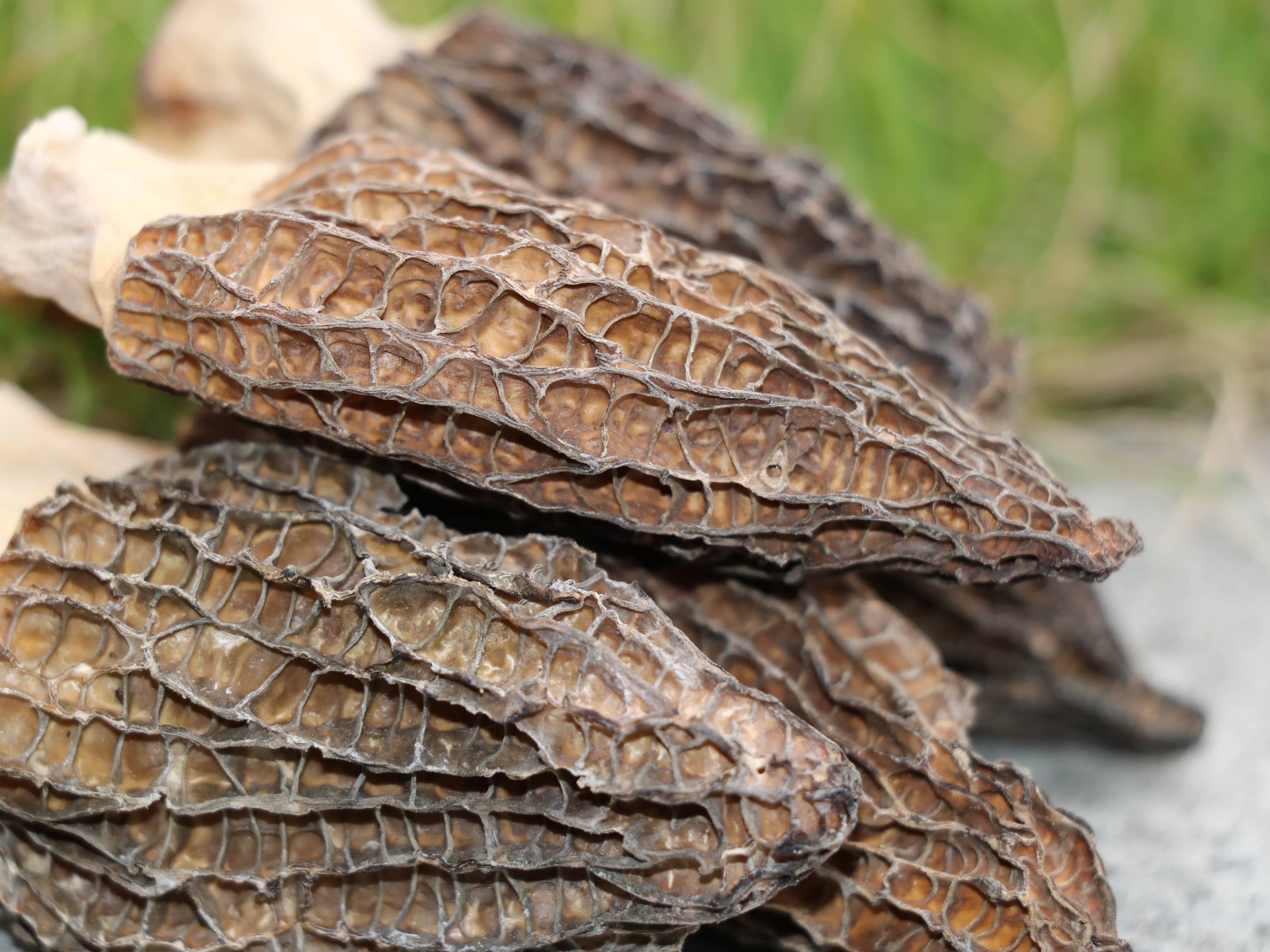 Manufacturers Direct Sale Morel Mushroom 500g/Bag 3.5~6Cm Dried Morel Mushrooms