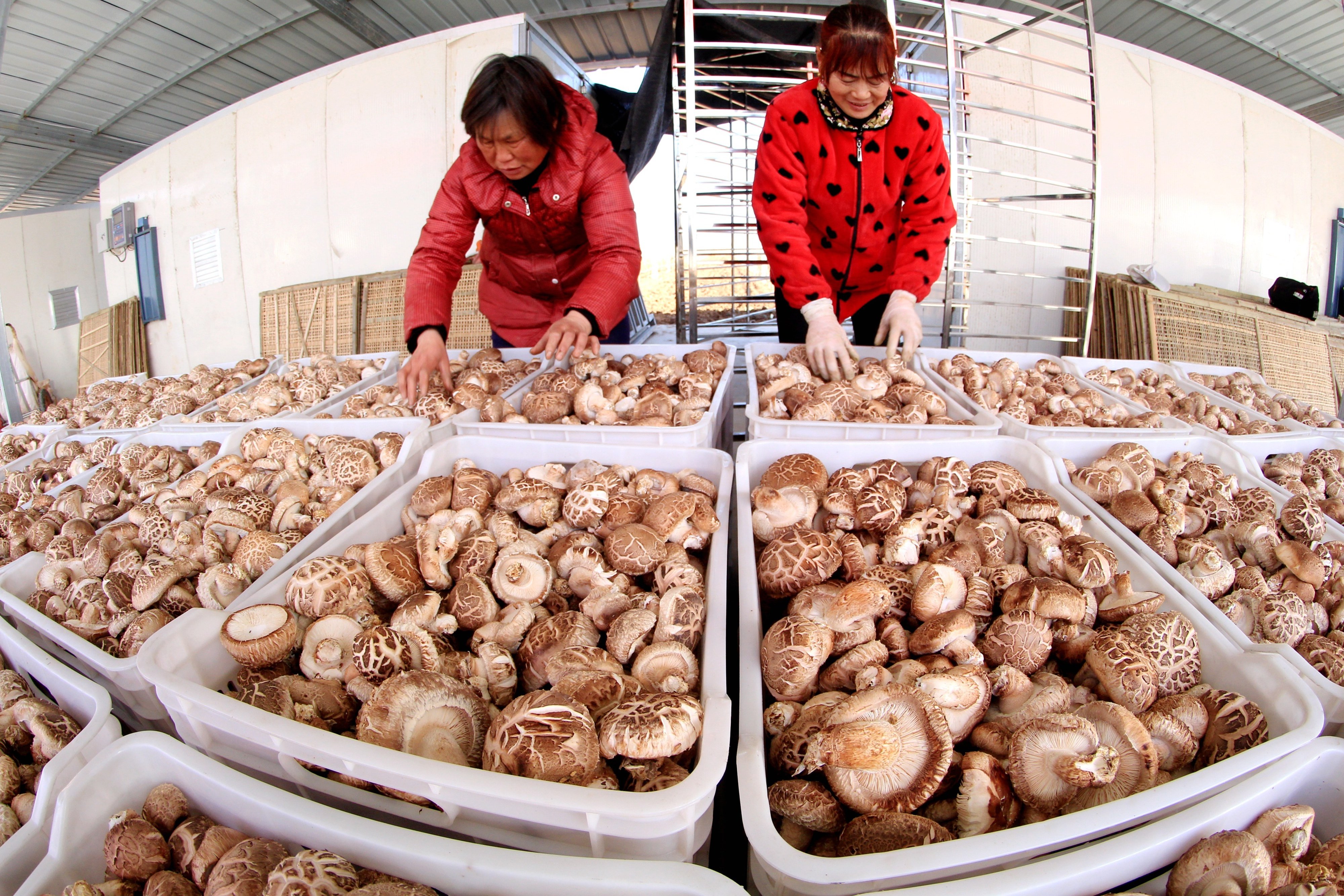 Newest Hot Sale Dried King Oyster Mushroom 3~5Cm Organic Dried Whole Shiitake Mushroom