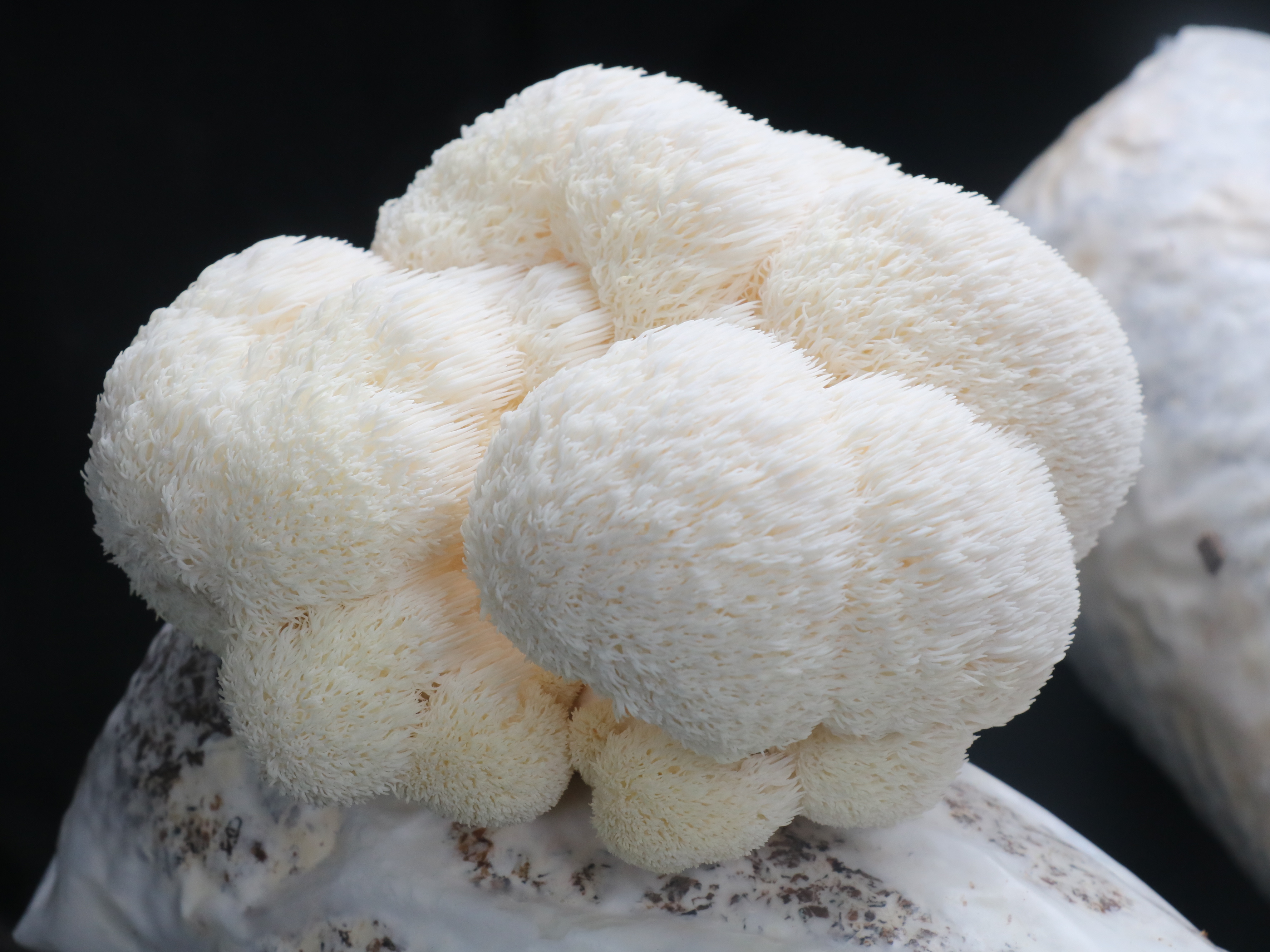 Organic Mushroom High Quality Hericium Erinaceus dried mushroom  rare edible mushroom