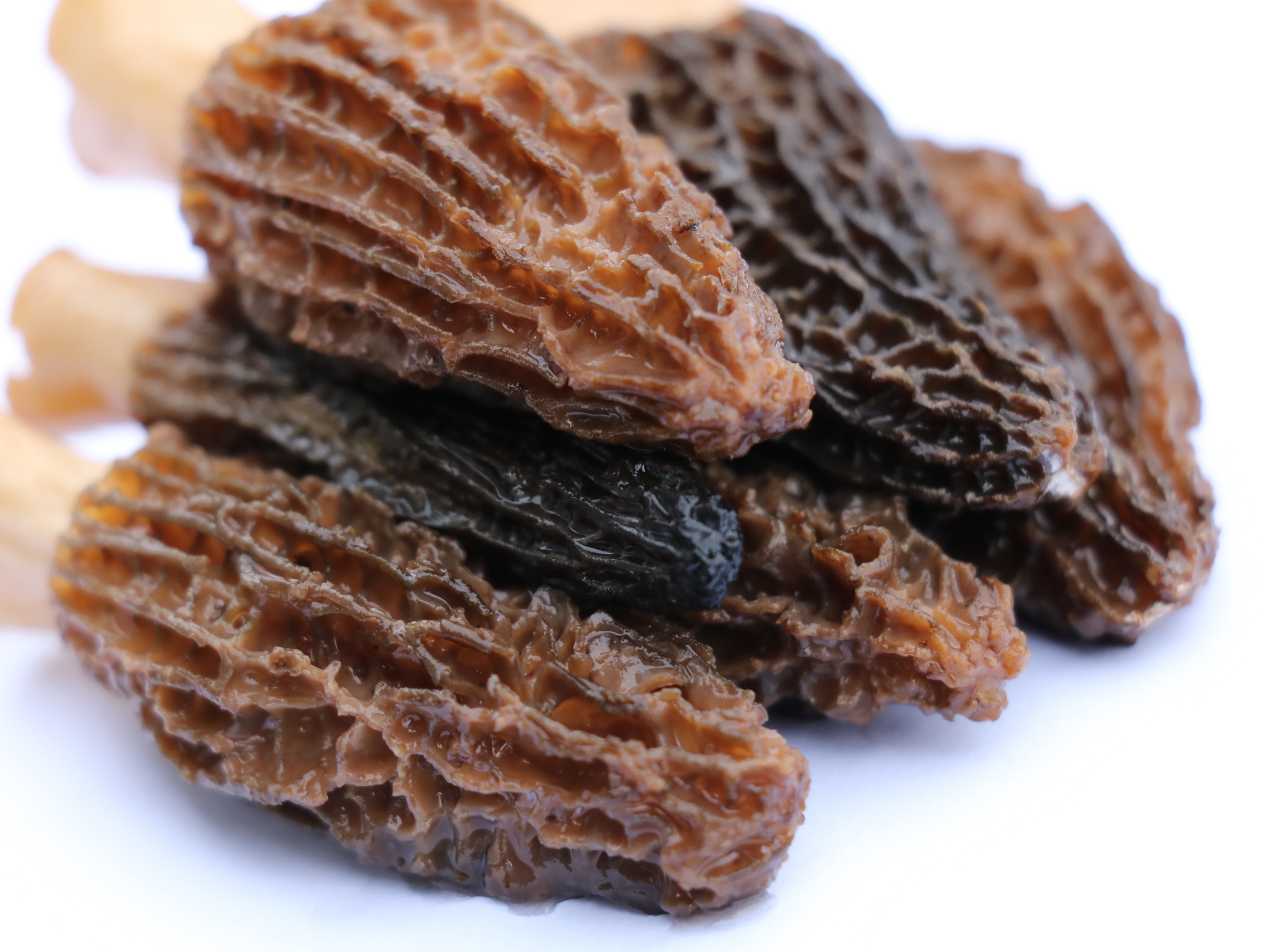 Manufacturers Direct Sale Morel Mushroom 500g/Bag 3.5~6Cm Dried Morel Mushrooms