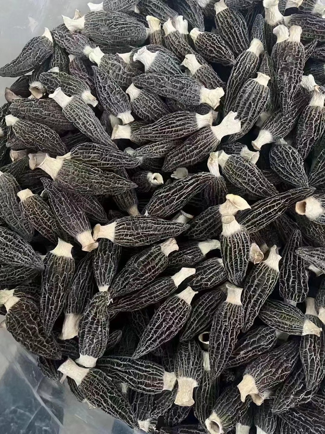 New High Quality Morel Mushrooms Morchella 3.5~6Cm Delicious Morel Mushroom Spores