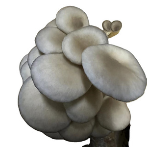 Top Quality And Good Price Dry Oyster Mushroom Delicious Export Dry Oyster Mushroom