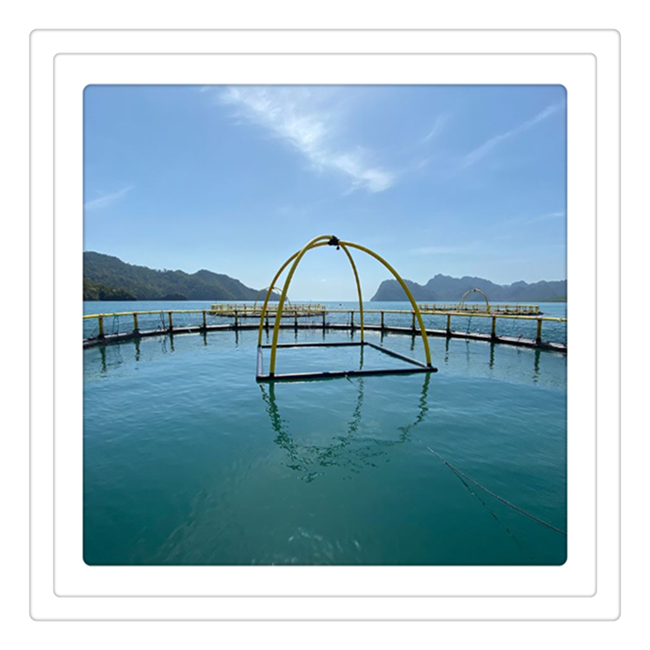 HDPE Circular Floating Fish Cage frame  System for Aquaculture Farm Sea Fish Farm Equipment