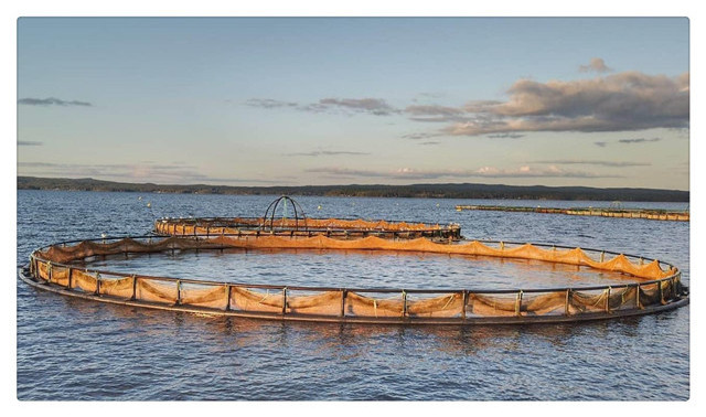 Diameter 30 meters round hdpe floating aquaculture traps for fish farming