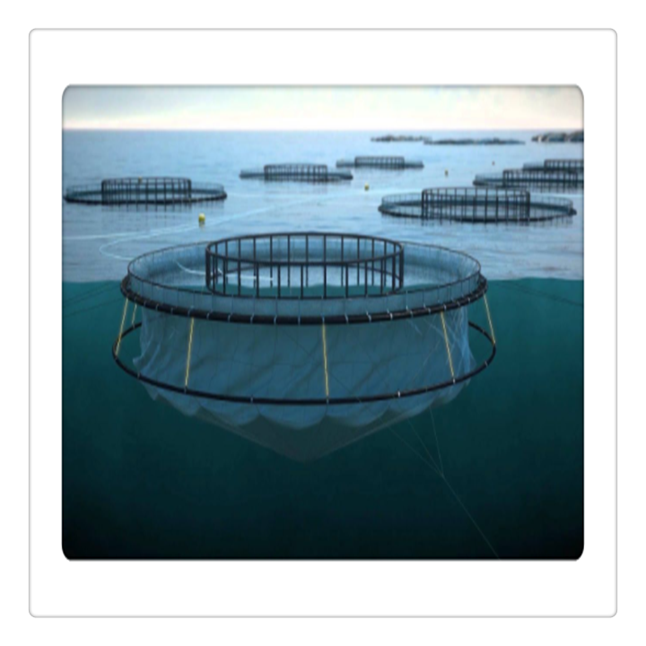 fish cage diameter 20m Barramundi culture in Persian Gulf