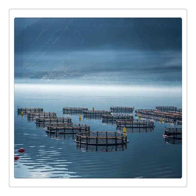 fish cage diameter 20m Barramundi culture in Persian Gulf