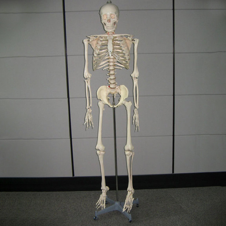 170 Cm Tall Medical Anatomical Skeleton Primary Color Muscle Human Plastic Skeleton Model