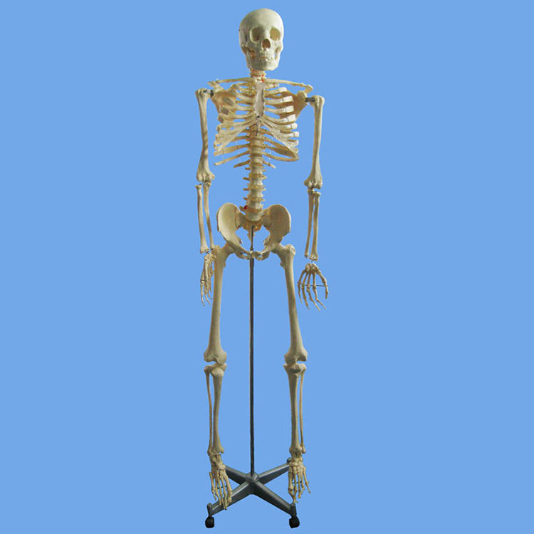 170 Cm Tall Medical Anatomical Skeleton Primary Color Muscle Human Plastic Skeleton Model