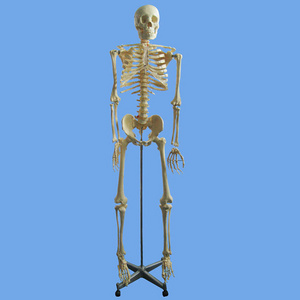 170 Cm Tall Medical Anatomical Skeleton Primary Color Muscle Human Plastic Skeleton Model