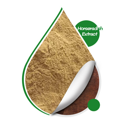 ISO High Quality Horseradish Extract Natural Factory Supply Horseradish Root Extract Powder In Stock