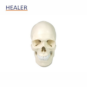 Anatomic Human Skull Model, Mannequin Head