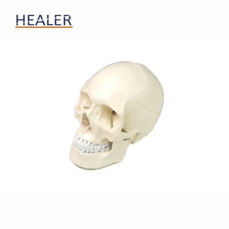 Anatomic Human Skull Model, Mannequin Head