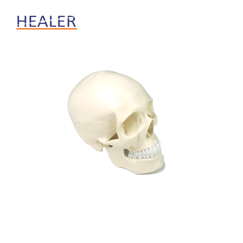 Anatomic Human Skull Model, Mannequin Head