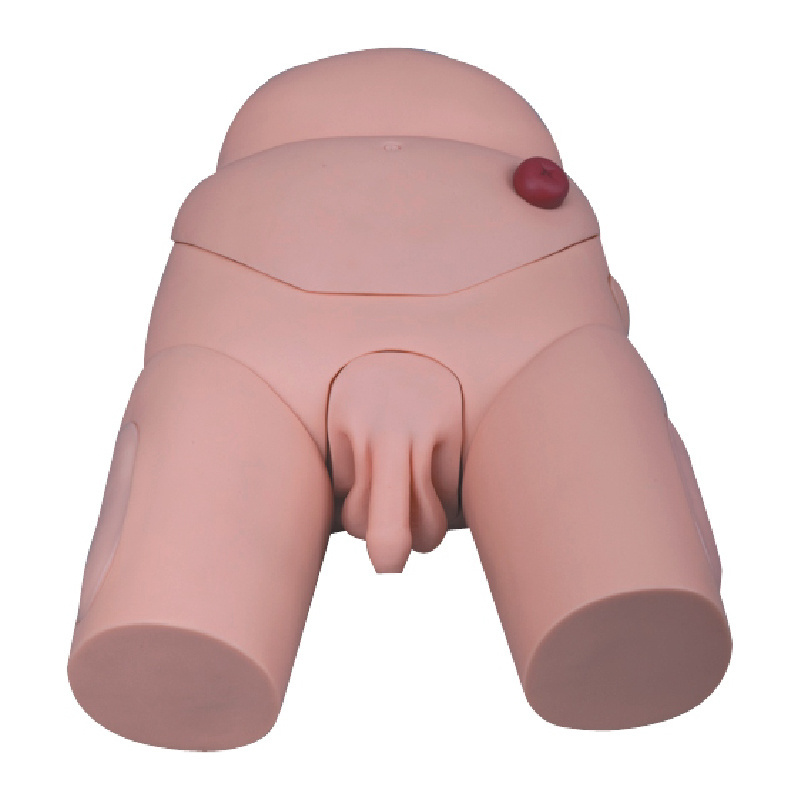 H-D3/D4 Male Female Chinon Advanced Human Urinary Genitalia And Urethral Catheterization Model