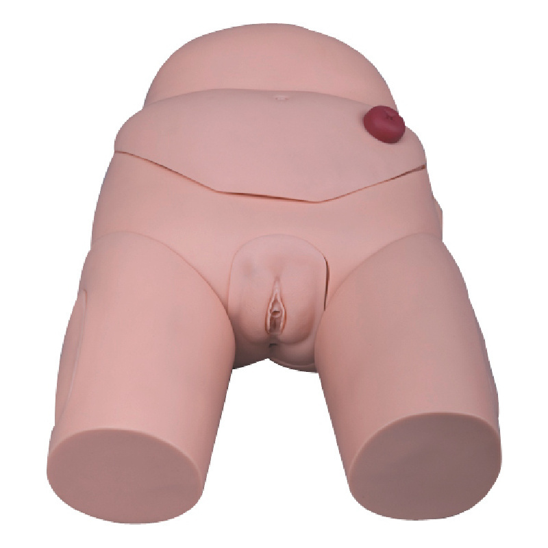 H-D3/D4 Male Female Chinon Advanced Human Urinary Genitalia And Urethral Catheterization Model