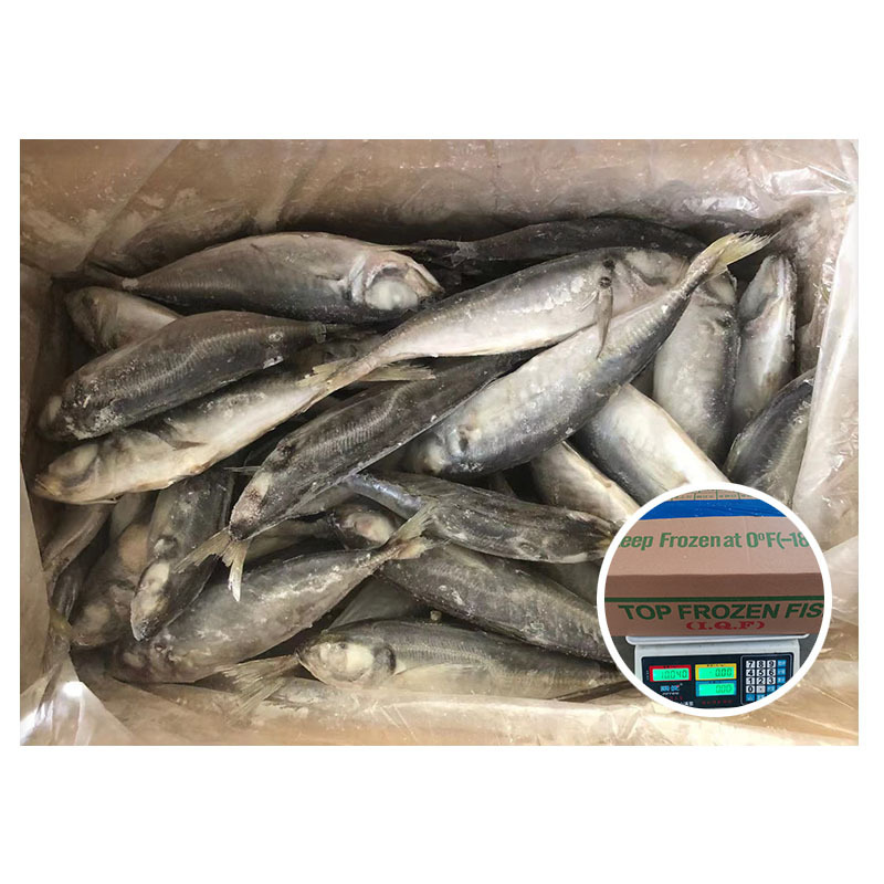 Wholesale Price Japanese Sea Food Frozen Fish 10kg Box Horse Mackerel