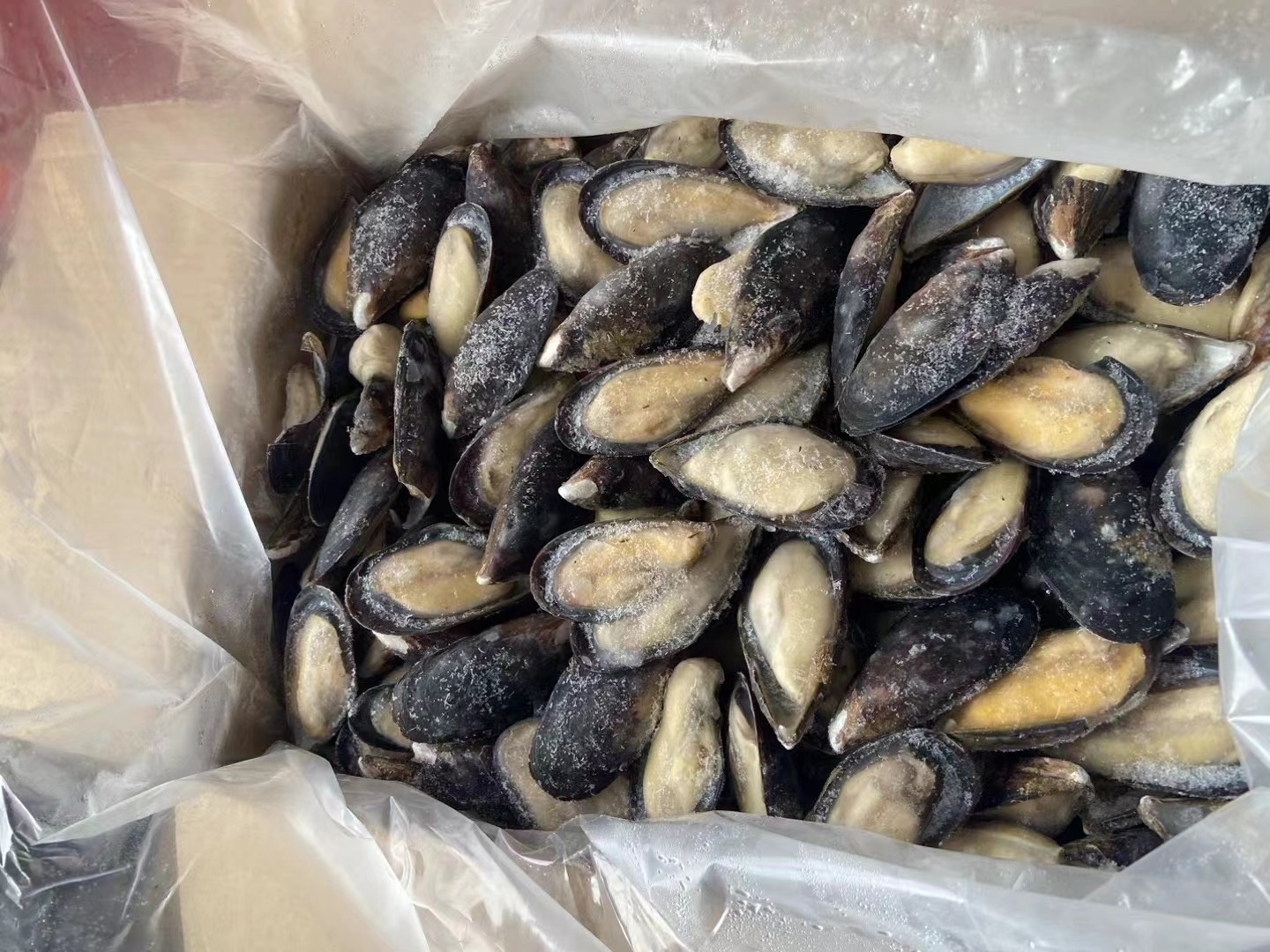 Hot Sale Mussels In Shell Fish Import Export Frozen Seafood Frozen Shell