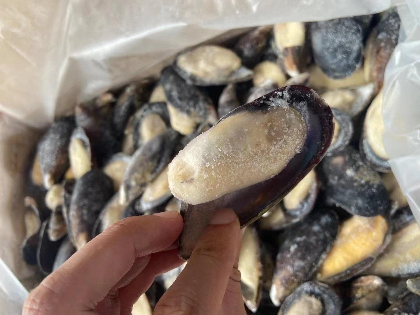 Hot Sale Mussels In Shell Fish Import Export Frozen Seafood Frozen Shell