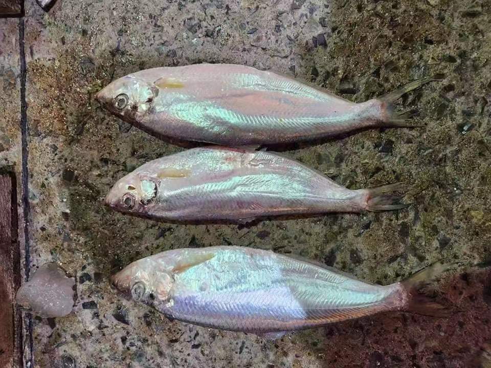 Frozen Slender Shad Raw Material Katti Fish to Bangladesh Market