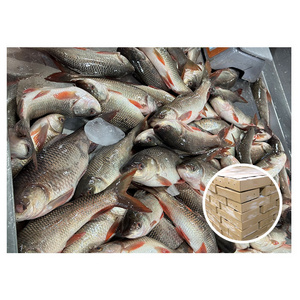 Fresh Quality Whole Round Frozen Fish 400 - 800g Rohu