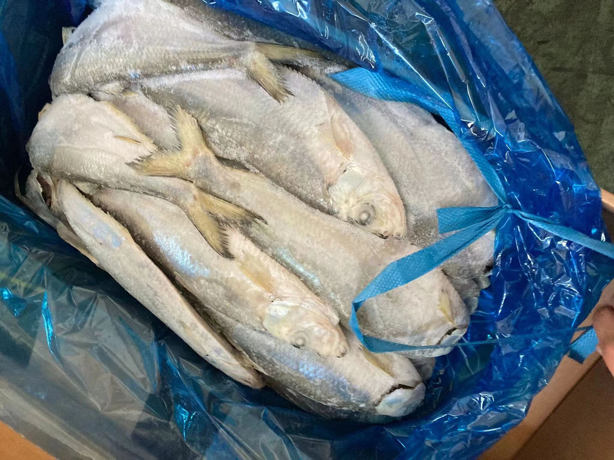 Korean Origin Frozen Shad Gizzards 200 - 400g Gizzard Shad for African Market