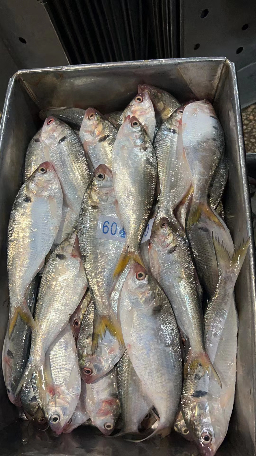 Hot Popular Frozen Dotted Fish 60-80 Gizzard Shad