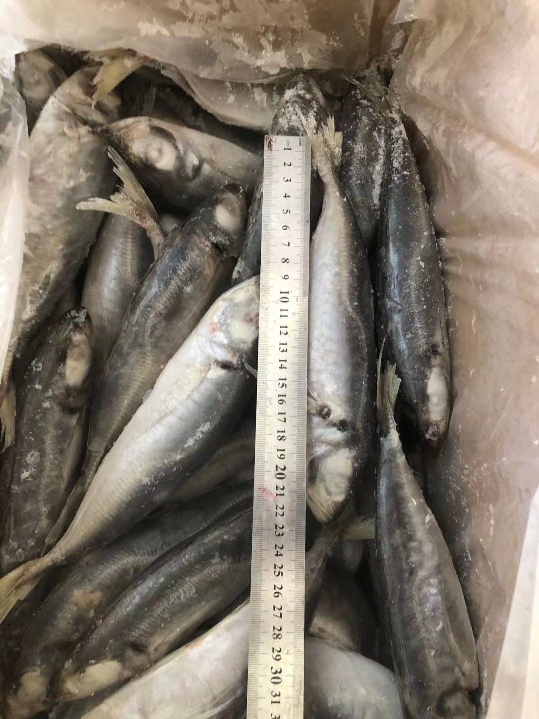 Wholesale Price Japanese Sea Food Frozen Fish 10kg Box Horse Mackerel