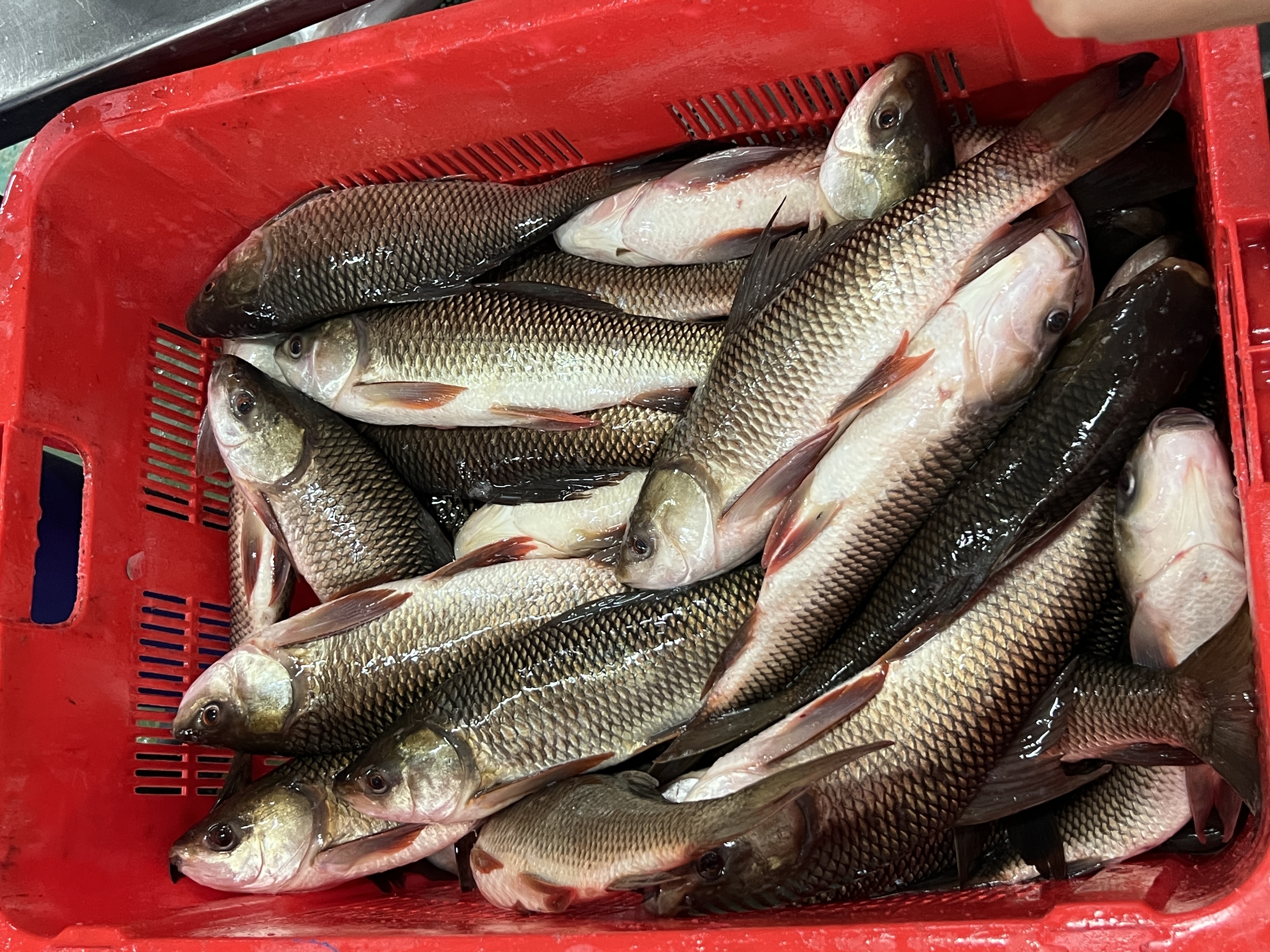 Fresh Quality Whole Round Frozen Fish 400 - 800g Rohu