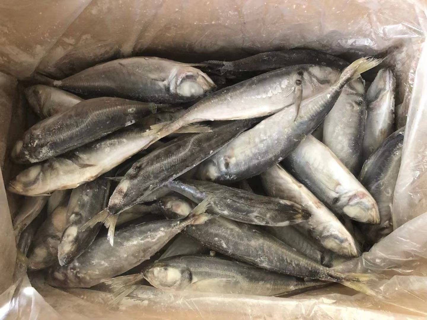 Wholesale Price Japanese Sea Food Frozen Fish 10kg Box Horse Mackerel